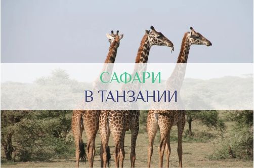Сафари в Танзании