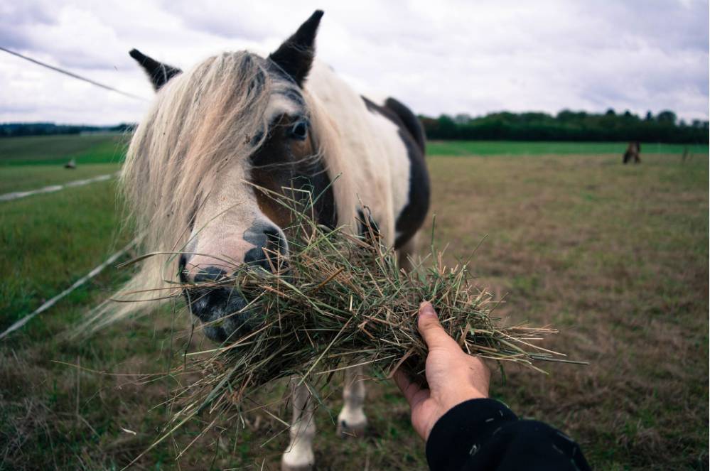 всемирные возможности на органических фермах wwoof